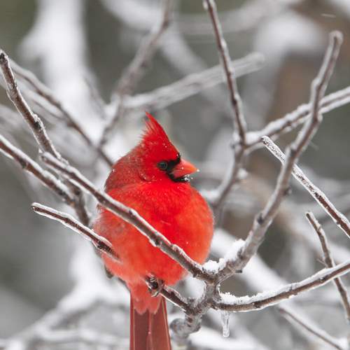 Cardinal-Wildwood