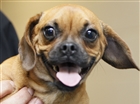CTYdogs29p