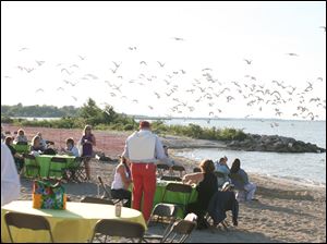 Barefoot-Beach-seagulls.jpg A flock of seagulls takes off at Barefoot at the Beach.