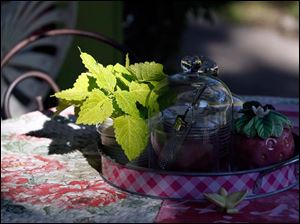 FEA-wiarjanice01p-Coleus.jpg Coleus are bathed in the light at the Trudeau home.
