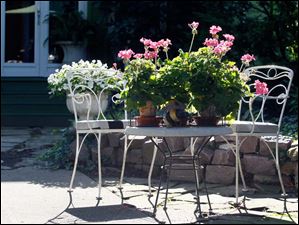 FEA-wiarjanice01p-Geraniums-table.jpg Geraniums occupy a metal table.