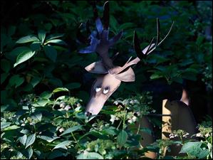 FEA-wiarjanice01p-deer.jpg A deer sculpture peaks through the greenery.