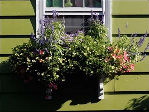 FEA-wiarjanice01p-window-box.jpg Flowers thrive in a window planter.