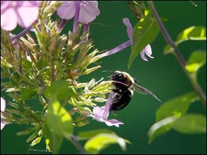 FEA-wiarjanice01p-bee.jpg A bumble bee gathers pollen from a purple phlox.