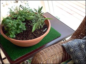 From-left-lemon-balm-French-thyme-and-sag.jpg From left, lemon balm, French thyme, and sage.