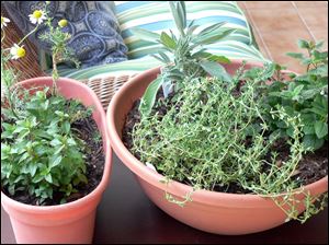 A medicinal indoor herb garden for healthful herbs throughout the winter months, from left, chocolate peppermint, and chamomile, and right, French thyme, sage, and lemon balm in Arvada, C.O.