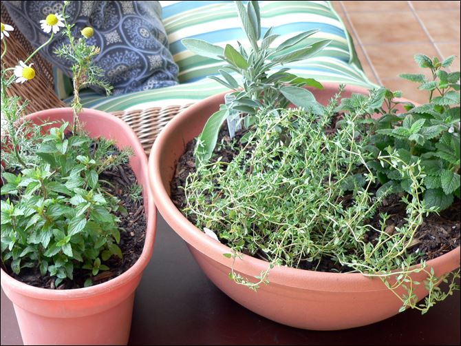 .jpg A medicinal indoor herb garden for healthful herbs A medicinal indoor herb garden for healthful herbs throughout the winter months, from left, chocolate peppermint, and chamomile, and right, French thyme, sage, and lemon balm in Arvada, C.O.