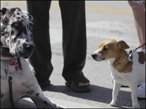 Eli-left-owned-by-Gerri-Walczak.jpg Eli, left, owned by Gerri Walczak, of Perrysburg, and Tanner, owned by Steve Ashenfelter, also of Perrysburg. A festival brings out a crowd in downtown Perrysburg.