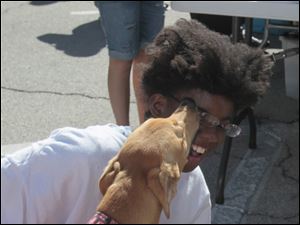 Hannah-Turner-11-of-Perrysburg-with-Lucy.jpg Hannah Turner, 11, of Perrysburg with Lucy a greyhound at the North Coast Greyhound Connection table at the festival.
