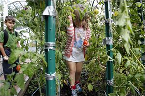 Irelynd McAllister, 4, picks a tomato from her grandfather's backyard garden.