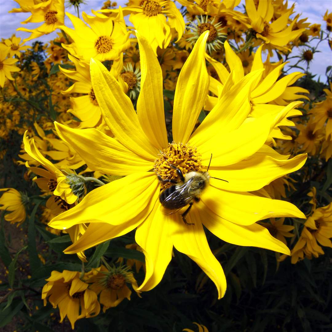 A-bumblebee-collects-pollen-on-a-sunflower-at-Olander-Park