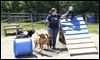 Staff-behaviorist-Aja-Lebarr-works-with-dogs-in-the-dog-play.jpg Staff behaviorist Aja Lebarr works with dogs in the dog play group at the Toledo Area Humane Society.