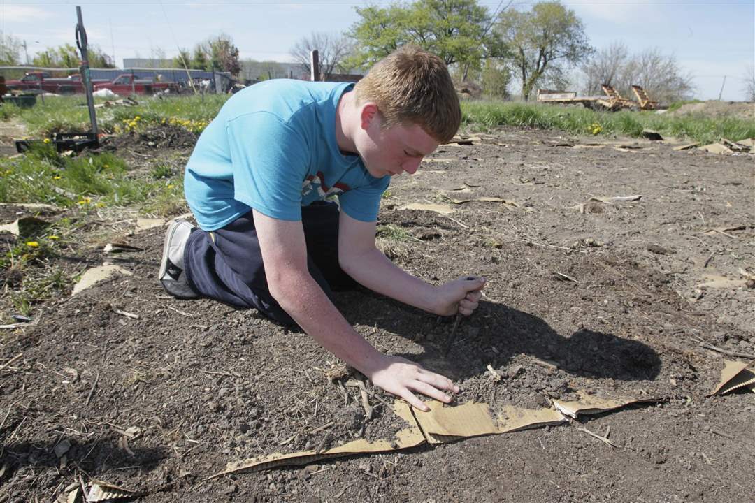Weed-it-Reap-Jason-Kendall-s-garden-cardboard