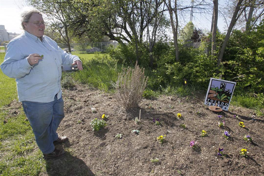 Weed-it-Reap-Jason-Kendall-s-garden-pansies