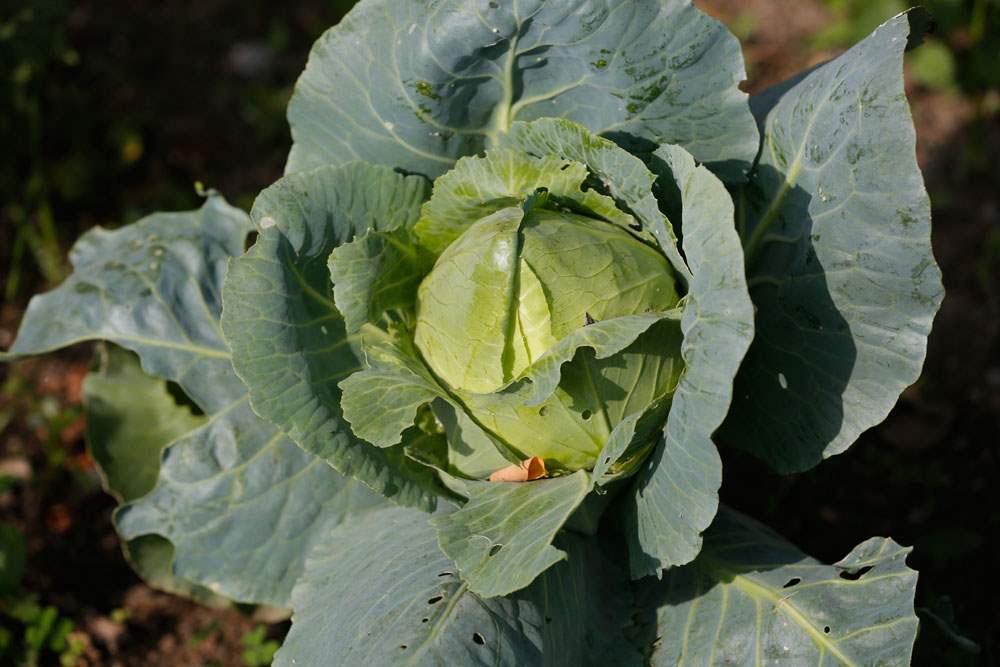 FEA-wiarbronson26pCabbage