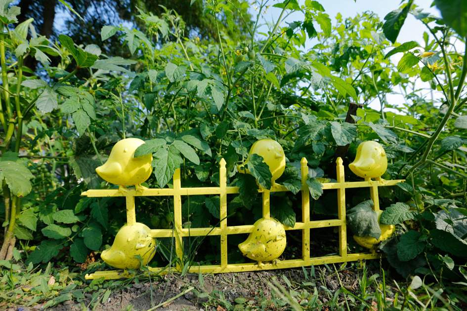 FEA-wiarbronson26pTomatoes-and-okra-spill-over-a-small-garden-fence