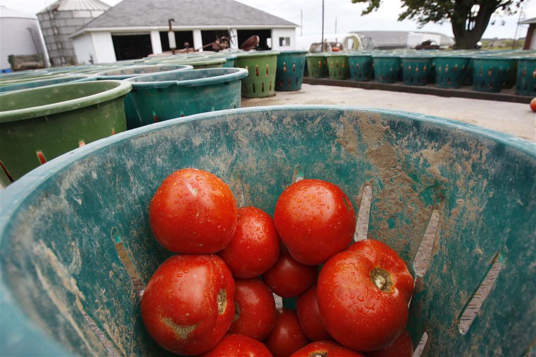 farm16-tomatoes