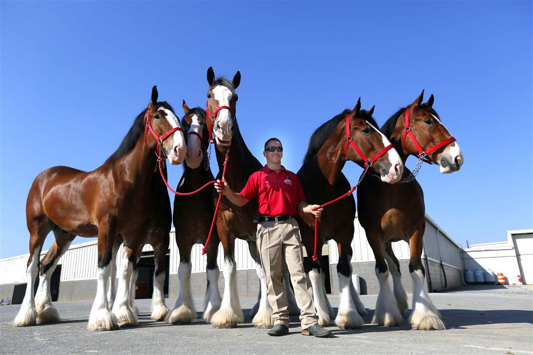 CTY-CLYDESDALES19p-Helmuth