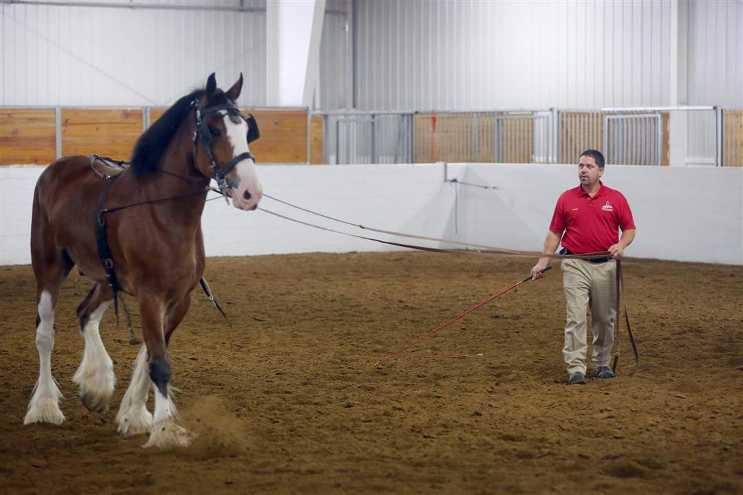 CTY-CLYDESDALES19p-Budweiser