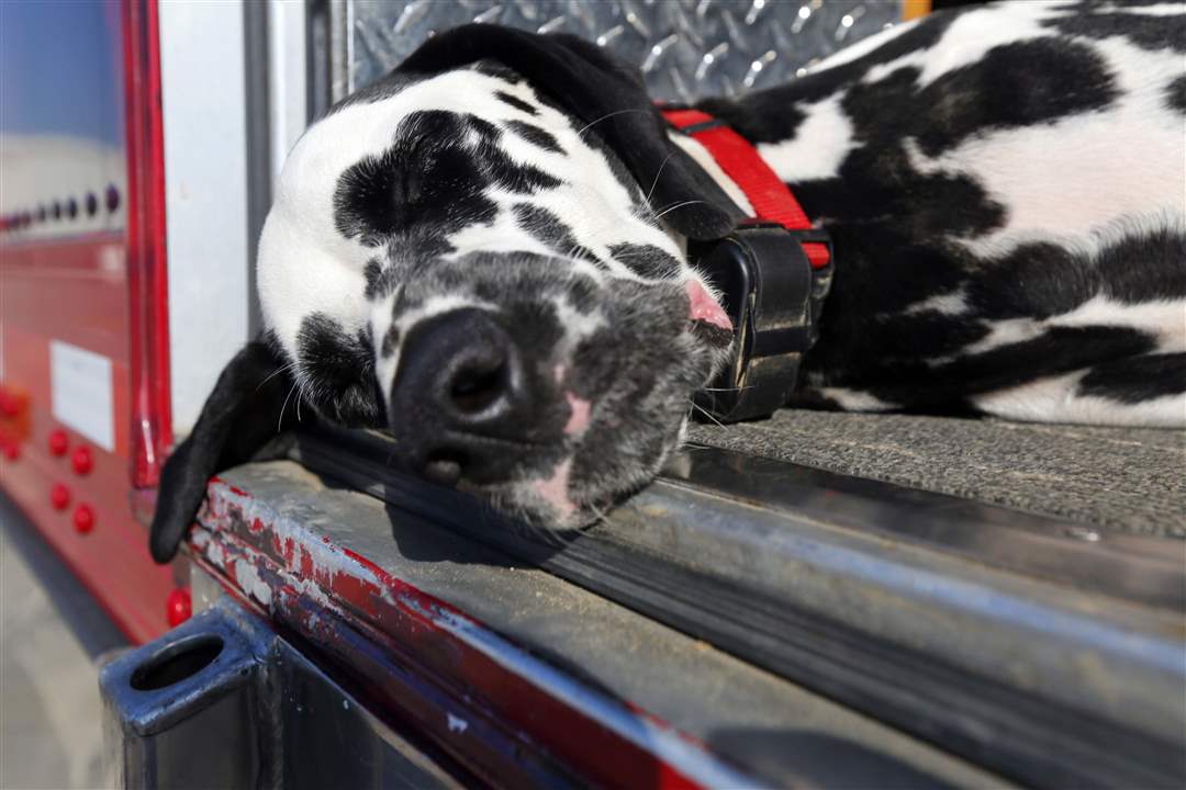 CTY-CLYDESDALES19p-Dalmation