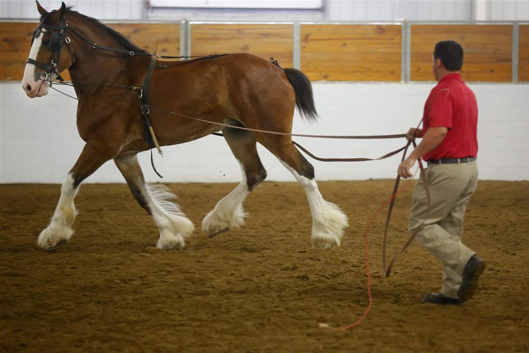 CTY-CLYDESDALES19p-Raber