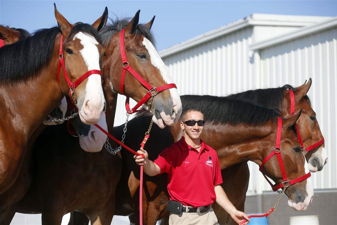 CTY-CLYDESDALES19p-walks