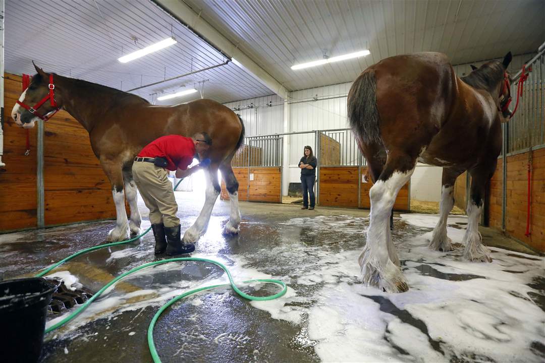 CTY-CLYDESDALES19p-bath-time