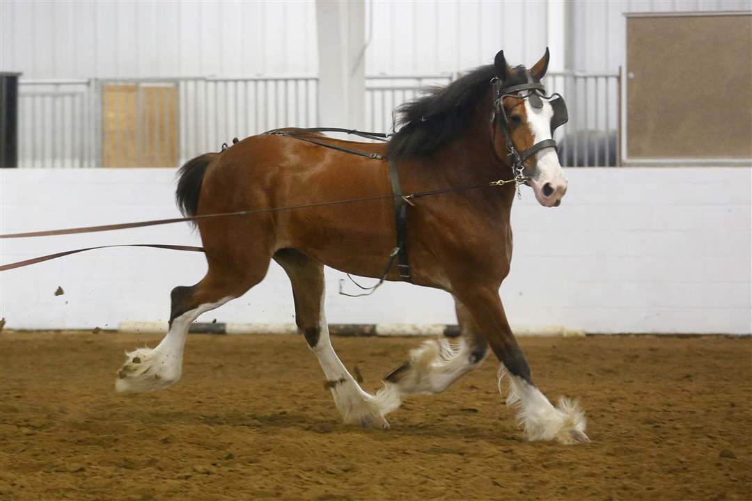 CTY-CLYDESDALES19p-exercising