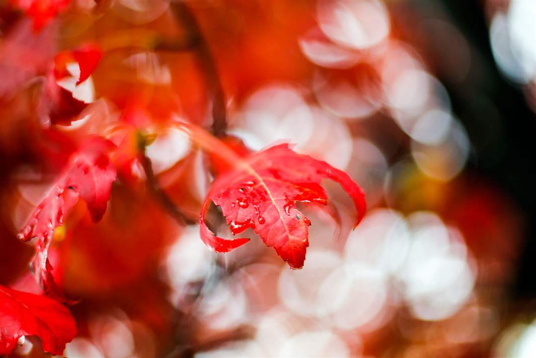 MAG-fallRain-drops-cling-to-bright-red-leaves-o