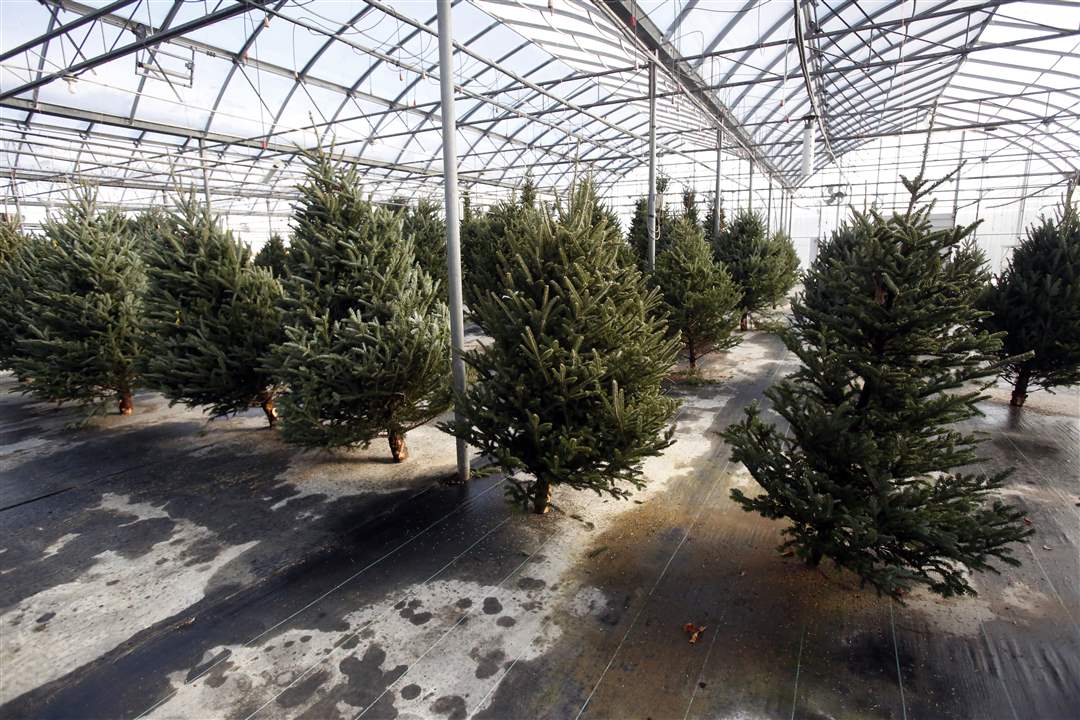 ROV-xmastree-The-Bostdorff-Greenhouse-is-filled-with-freshly-cut-Holiday-trees-for-sale-at-their-location-on-Dixie-Highway-in-Bowling-Green