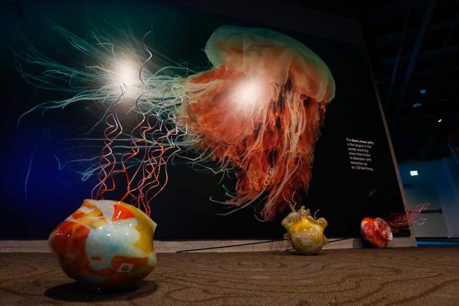 FEA-aquarium06p-glass-jellyfish-and-lions-main-jellyfish
