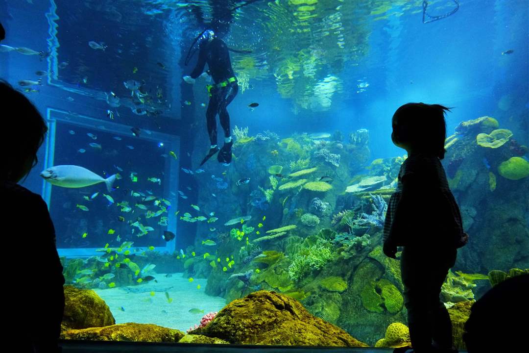 CTY-aquarium28p-diver-1