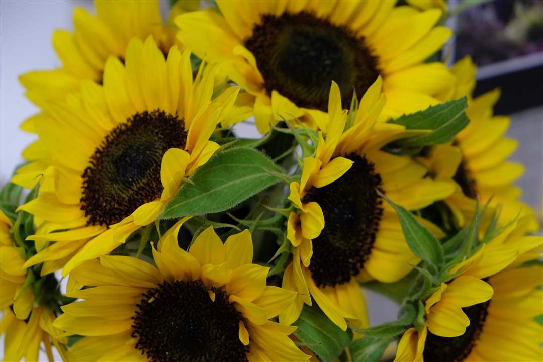 SOC-crosby26p-sunflowers
