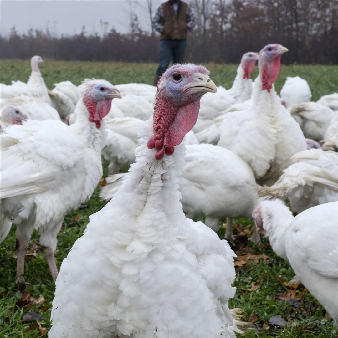 Weber-Ranch-Ohio-turkeys