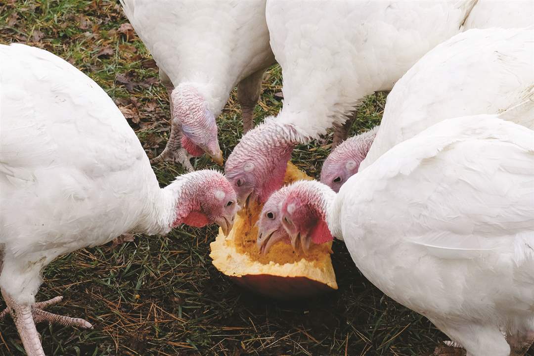 weber-ranch-ohio-turkeys-3