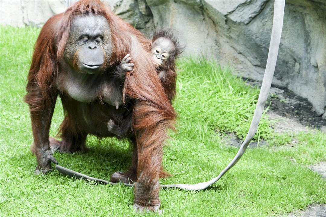 CTY-ZOOBABIESWakil-an-orangutan-baby