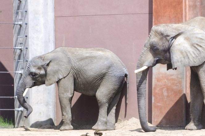 CTY-Lucas-an-African-elephant-sun-bathes