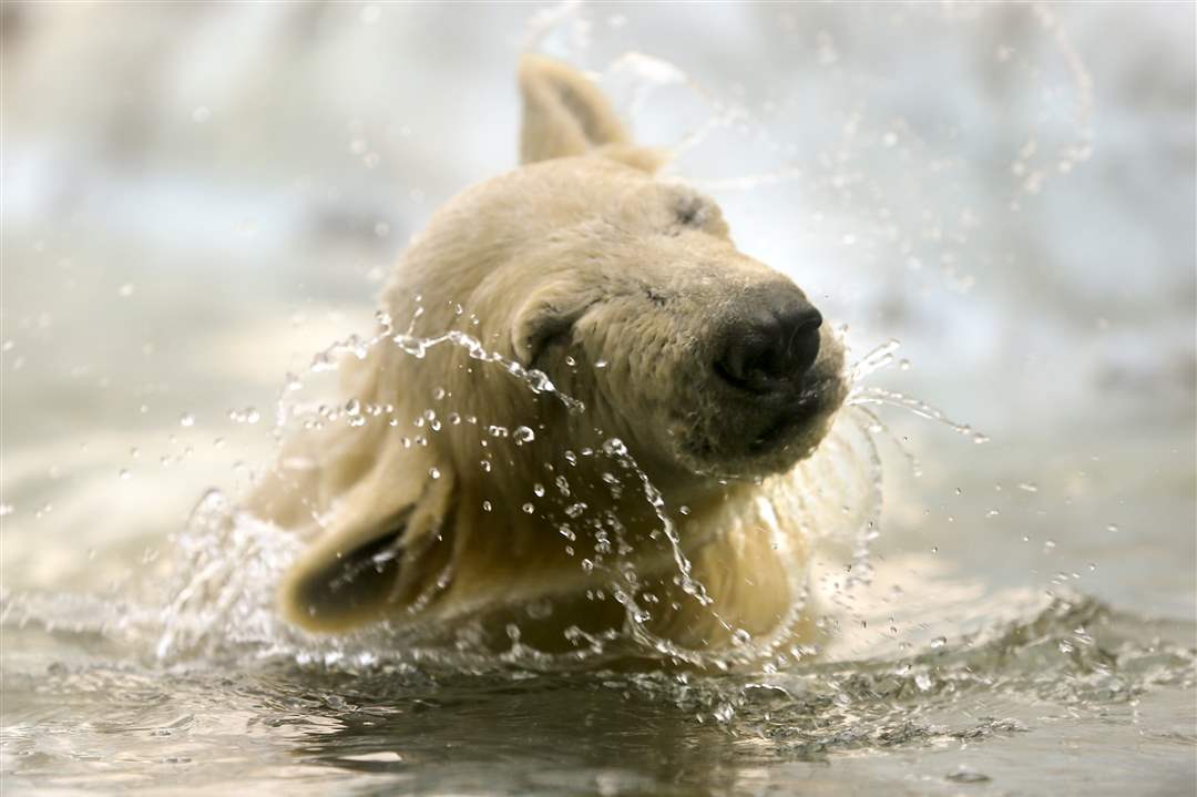 polarbear7Hope-the-new-polar-bear-cub