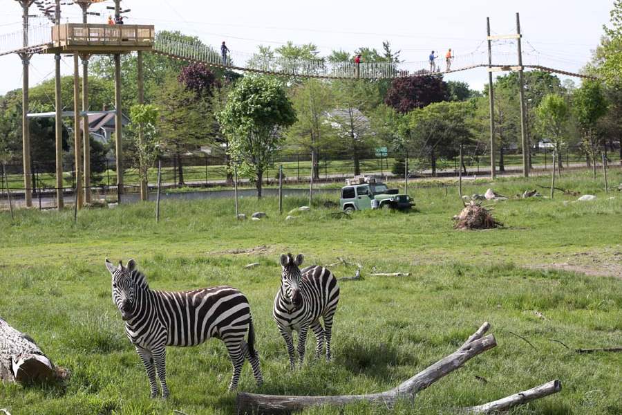 zoo20p-zebras-grazing