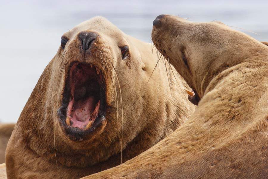 MAG-Steller-Bull-Steller-sea-lions-quarrel