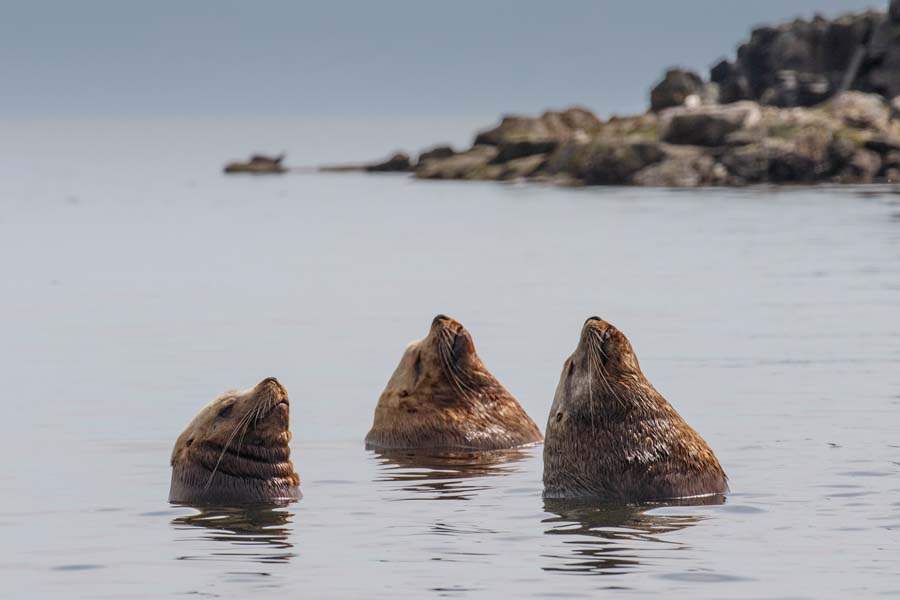MAG-Steller-Steller-sea-lion-bulls-relax