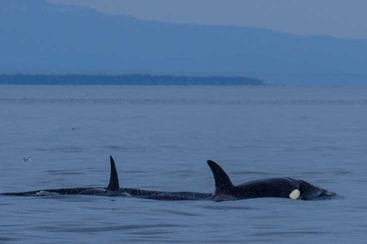 MAG-Steller-orcas