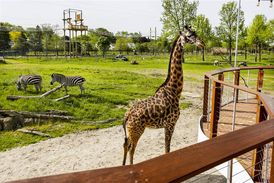 zoo20pZebras-and-giraffe